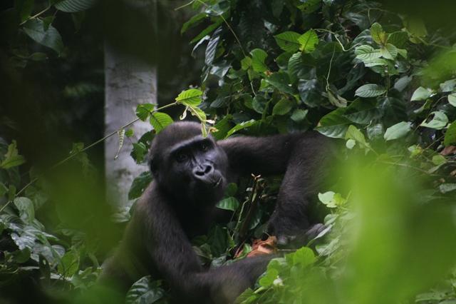 Campo Ma'an National Park